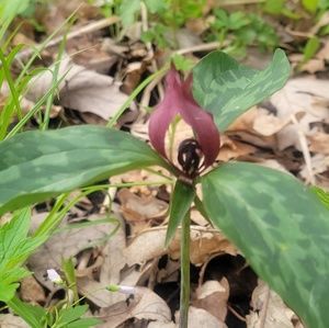 Meet your Posher, Emerson